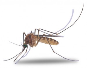 Moustique Moustique attiré par l'odeur de la sueur